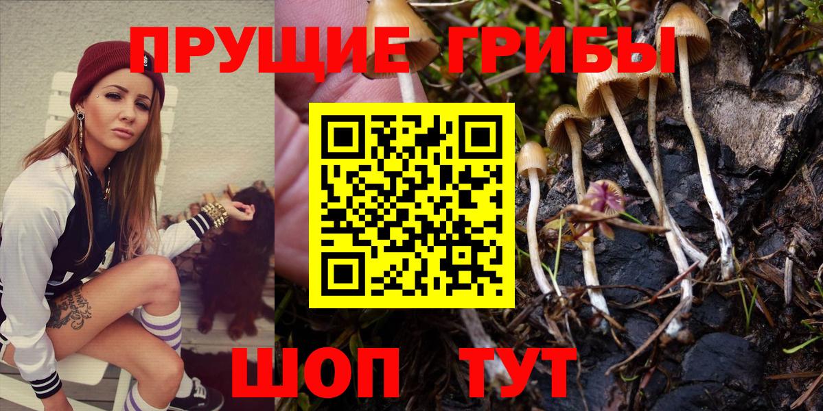 Псилоцибиновые грибы Psilocybe Котовск